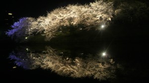 夜桜 大濠公園